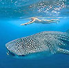 Cozumel Whale Shark Snorkeling