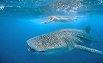 Whale Shark Cozumel Tour