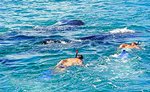  Snorkel with Whale Sharks Cozumel