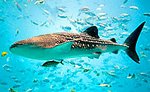 Whale Sharks Cozumel