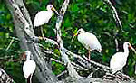 Cancun Birdwatching