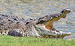 Crocodile Playa del Carmen