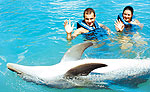 Cancun Dolphin Swimming