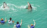 Dolphin Ride Tour, Riviera Maya