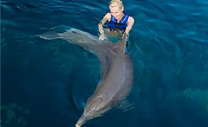 Dolphin Swimming at Punta Cancun
