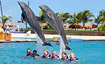 Cancun Dolphin Swimming