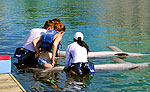 Playa del Carmen Dolphin Trainer Program