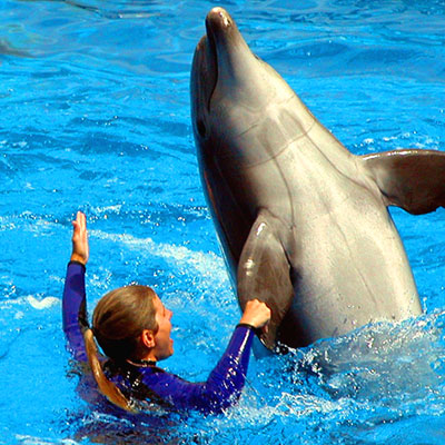 Dolphin Trainer Xel Ha
