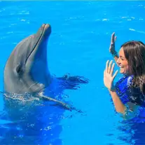 Dolphin Trainer for a Day