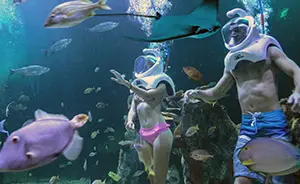 Delphinus Primax Cancun