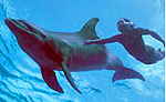 Dolphin Swim, Playa del Carmen