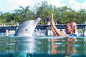 Xel Ha Dolphins