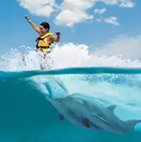 Playa del Carmen Dolphin Swim