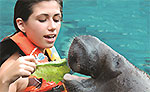 Riviera Maya Manatees