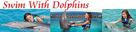 Xel Ha Dolphin Swimming