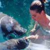 Manatees