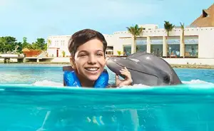Dolphin Swim