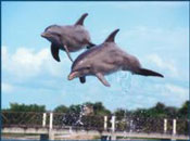 Dolphin Discovery