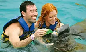 Feeding Manatees - Isla Mujeres