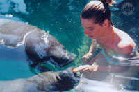 Isla Mujeres Manatee Swim