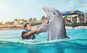 Dolphin Discovery