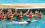 Dolphin Encounter Costa Maya Mahahual