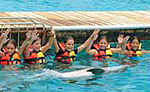 Playa del Carmen Dolphins