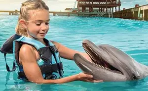 Dolphin Royal Swim - Garrafon
