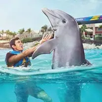 Royal Dolphin Swim