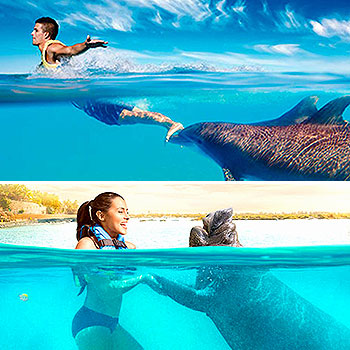 Royal Dolphin Swim Riviera Maya