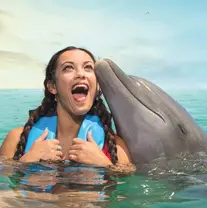 Royal Dolphin Swim Cozumel