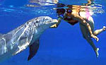 Swim With Dolphins Playa del Carmen