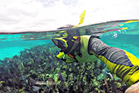Cozumel Snorkeling in reef cozumel