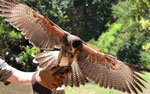 Mayan Hawks Riviera Maya Excursion