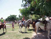 Cozumel Horseback Riding