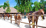 Horseback Riding Tour