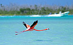 Rio Lagartos Flamingo Preserve