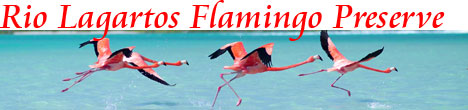 Rio Lagartos Flamingo Preserve