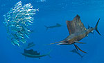 Snorkeling with Sailfish Tour Mexico