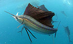Sailfish Snorkeling Tour Cancun