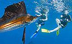Riviera Maya Snorkeling with Sailfish