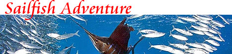 Riviera Maya Sailfish Snorkeling