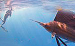 Sailfish Snorkeling Tour Riviera Maya