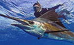 Playa del Carmen Sailfish Snorkeling