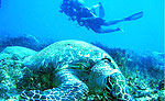 Outer Reefs Playa del Carmen