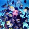 Cancun Scuba Dive