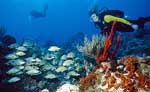 Costa Maya Scuba Diving