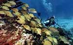 Cozumel Discover Scuba