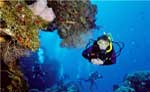 Advanced Open Water Dive Cozumel 