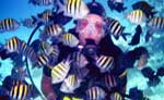 Cancun Scuba Diving